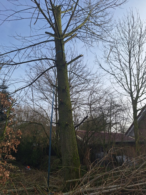 Baumarbeiten mit einem Seil am Stamm und geschnittenen Ästen