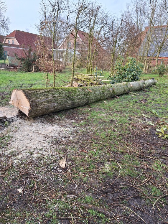 Gefällter Baumstamm in einem Garten