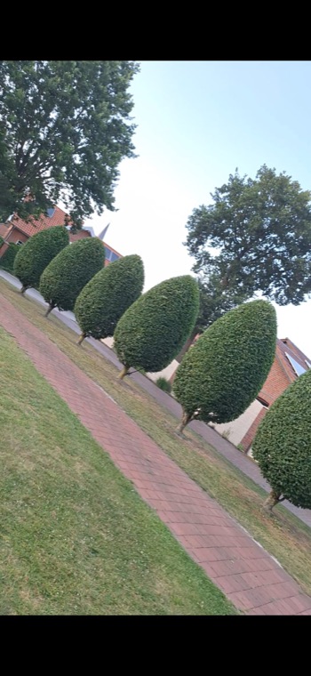Mehrere in Form geschnittene Bäume an einem Gartenweg