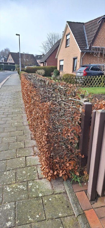 Zurückgeschnittene Hecke entlang eines Gartenzauns