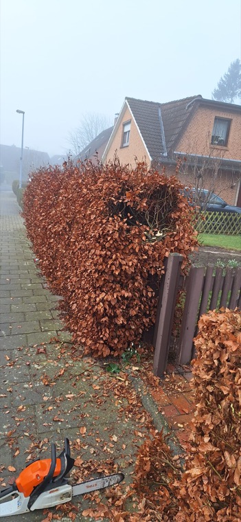 Rückschnitt einer braun belaubten Hecke an einem Gartenzaun