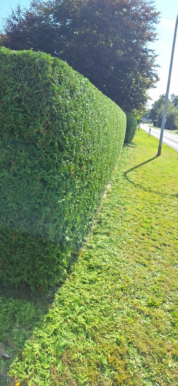 Frisch geschnittene grüne Hecke an der Straßenseite