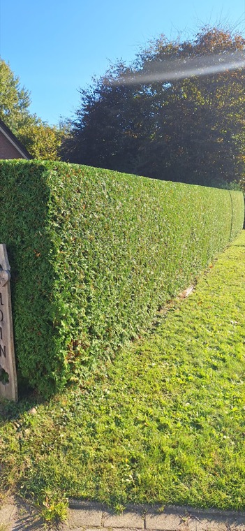 Gerade geschnittene grüne Hecke entlang einer Rasenfläche