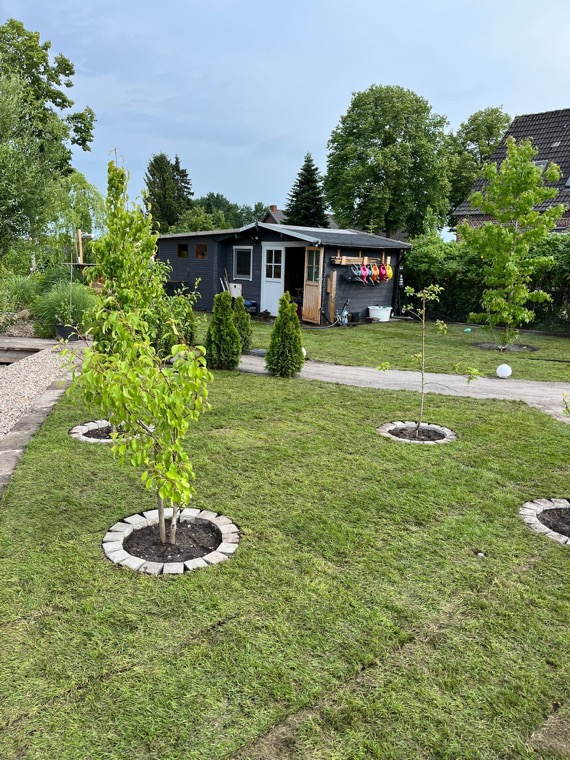 Rasenfläche mit jungen Bäumen, Steineinfassungen und Gartenhaus